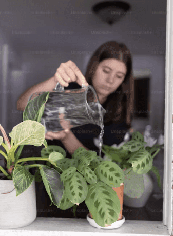 Watering indoor plants